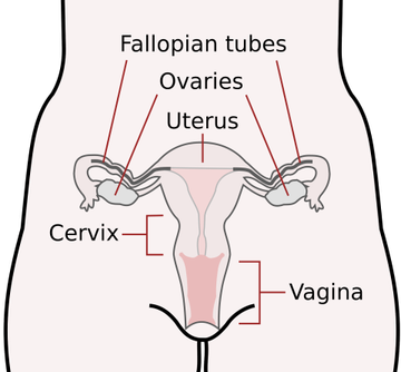 Reproductive System